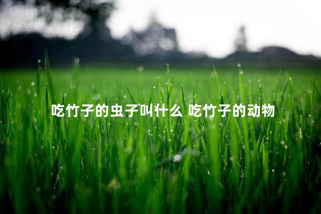 吃竹子的虫子叫什么 吃竹子的动物